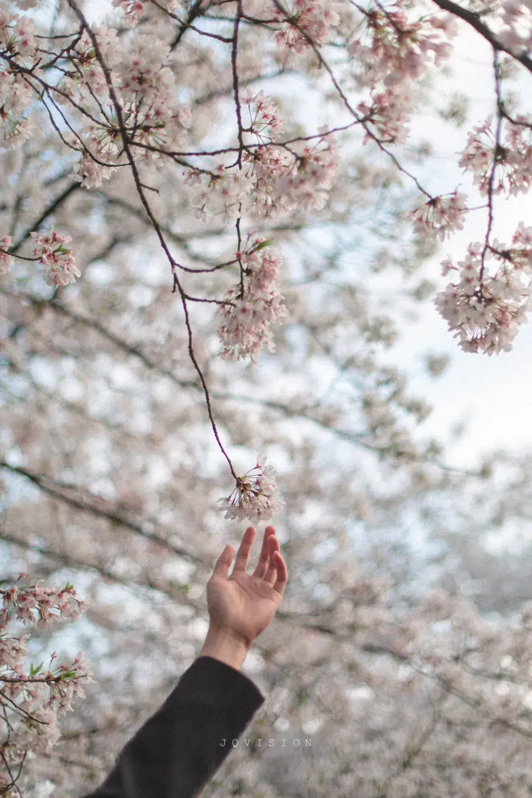 JQ's MAN|act i: spring-IsThereATop